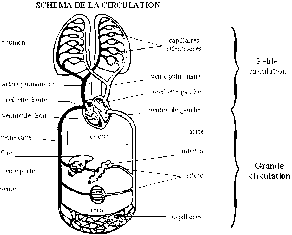 Cliquer pour agrandir