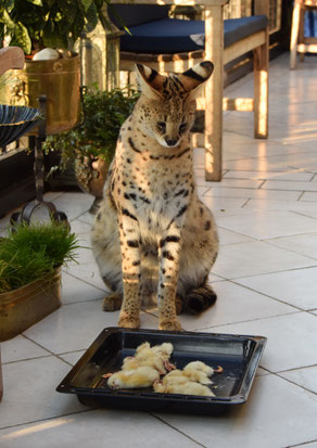 Heute gibt es EIntagsküken. Serval Mateo