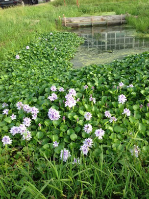 水草は一面に・・・ 生命力の強さに仰天!