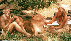 George e Joy Adamson con Elsa, la leonessa.