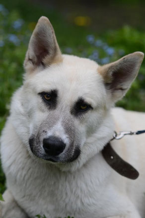 Augusto, Rüde, geb. 05.22, Schäferhund-Mischling, weiß, 65 cm groß