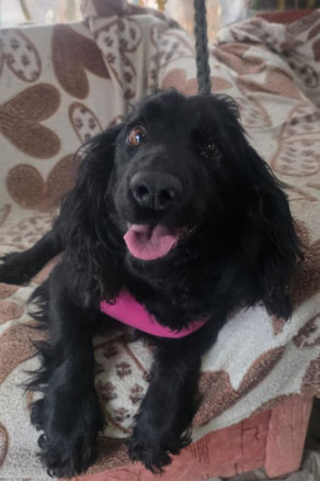 Naida, Weibchen, geb. 9.23, Spaniel-Mischling, schwarz, ca 38-40 cm groß