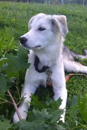 Nika, Weibchen, geb.12.24, Golden Retriever-Husky, grau, ca 57 cm groß