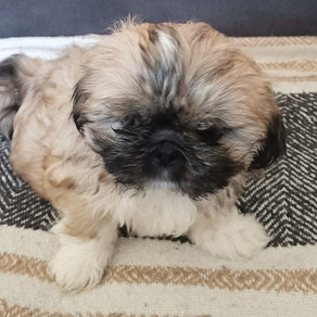 Manya, Weibchen, geb. 30.1.25, Tibet Spaniel - Shih Tzu - Mix, hellbraun-schwarz, wird unter 30 cm groß