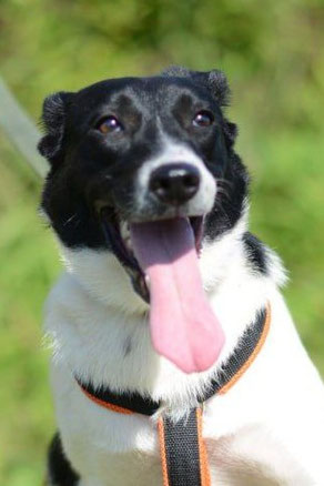 Sofia, Weibchen, geb. 9.24, Mischling, schwarz-weiß, 48 cm groß