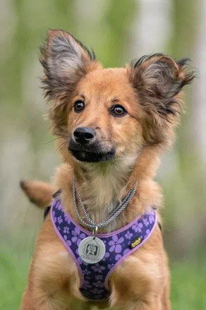 Artus, Rüde, geb. 01.24, Yorkshire Terrier-Mischling, braun, unter 40 cm