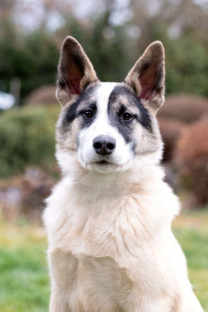 Josie, Weibchen, geb. 5.25, Mischling, weiß-grau, wird ca 55 cm groß