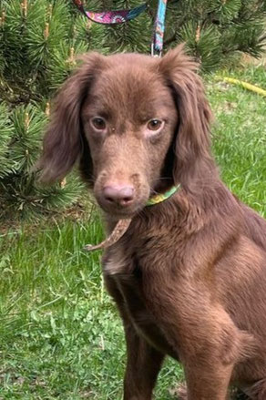 Molly, Weibchen, geb. 1.23, Englisch Spaniel-Mischling, weiß, ca 40-42 cm groß