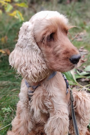Violetta, Hündin, 4,5 Jahre alt, Englisch Cocker Spaniel, braun, 39 cm groß