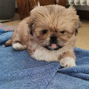 Zaika, Weibchen, geb. 30.1.25, Tibet Spaniel - Shih Tzu - Mix, hellbraun-schwarz, wird unter 30 cm groß