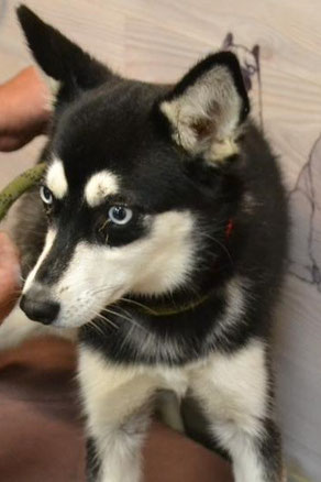 Yola, Weibchen, geb. 09.11.22, Alaskan Klee Kai, schwarz-weiß, 35 cm groß, 7 kg