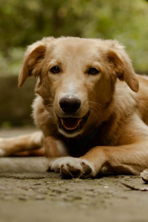 Karamel, Weibchen, geb. 2.25, Mischling, beige, 50 cm groß, 17 kg
