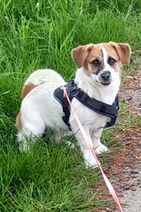 Izzy, Weibchen, geb. 9.24, Jack Russel Mix, 20 cm, 5 kg