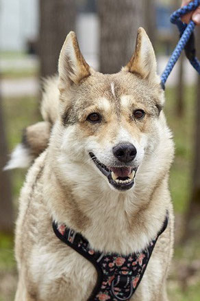 Elli, Weibchen, geb. 05.11.22, Laika-Mischling, braun, 52 cm groß, 19 kg