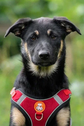 Rumi, Weibchen, geb. 04.24, Schäferhund-Mischling, schwarz-braun-weiß, wird ca 55 cm groß