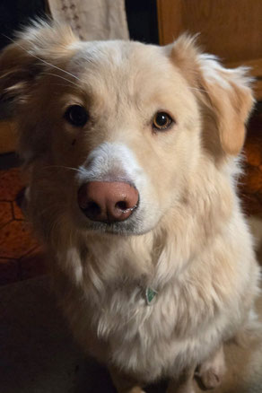 Effi, Weibchen, geb. 8.24, Schäferhund-Mischling, beige, 58 cm groß