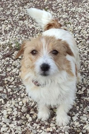 Ofina, Weibchen, geb. 3.23, Jack Rassel Terrier, weiß-braun, 30 cm groß