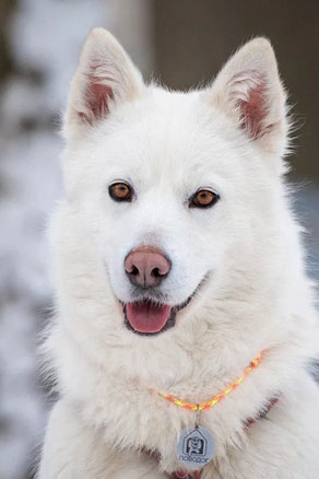 Snow, Weibchen, geb. 11.21, Mischling, weiß, 55 cm groß, 23 kg