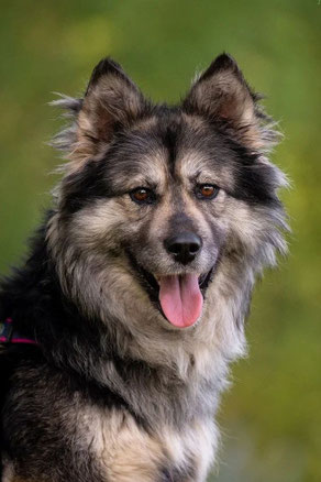 Freya, Weibchen, geb. 10.23, Mischling, schwarz-braun, 55 cm groß