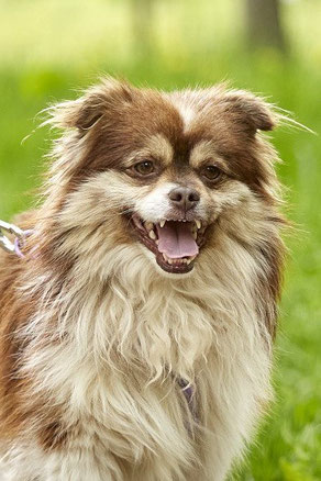 Watson, Rüde, geb. 07.22, Pekinese-Mischling, weiß-braun, 35 cm, 6 kg