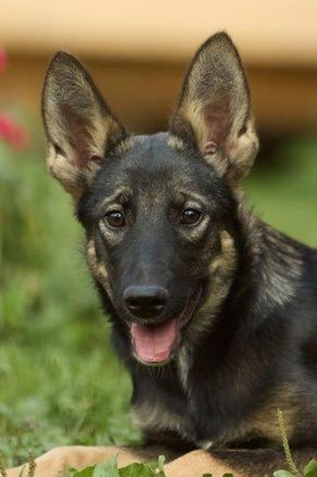 Vita, Weibchen, geb. 04.24, Schäferhund-Mischling, schwarz-braun, wird ca 55-57 cm groß