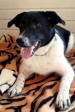 Zoya, Weibchen, geb. 9.24, Mischling, schwarz-weiß, 50 cm groß