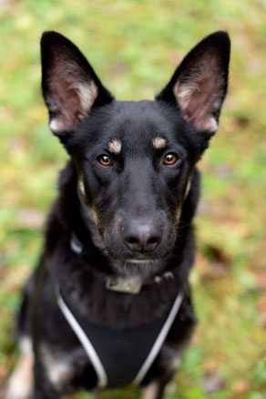 Shura, Weibchen, geb. 4.25, Schäferhund-Mischling, schwarz-braun, wird ca 55 cm groß