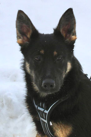 Luna, Weibchen, geb. 08.23, Schäferhund-Mischling, schwarz-braun, wird ca 55-57 cm groß