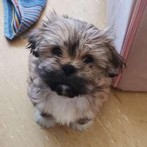 Elik, Rüde, geb. 30.1.25, Tibet Spaniel - Shih Tzu - Mix, hellbraun-schwarz, wird unter 30 cm groß