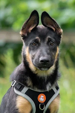 Roy, Rüde, geb. 04.24, Schäferhundmix, schwarz-braun, wird ca 55-57 cm groß
