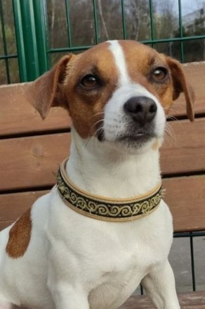 Bella, Weibchen, geb. 1.25, Jack Rassel Terrier, weiß-braun, 30 cm groß