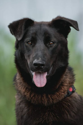 Tuman, Rüde, geb. 10.22, evtl. Schäferhund-Mischling, schwarz, wird vermutlich ca 57-60 cm groß