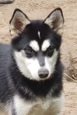 Helga, Weibchen, geb. 11.23, Alaskan Klee Kai, schwarz-weiß, 35 cm
