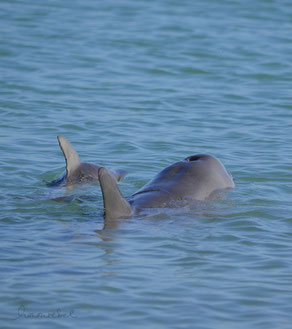 honourebel basis erste stroemung engagement zwei delphine im meer