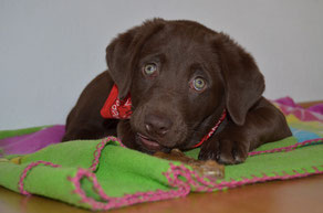 maya labrador braun,tipps welpen,welpen labrador