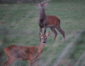 Photo décorative CHEVREUIL ET cerf
