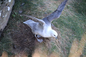 Photo décorative mouette qui s'envole