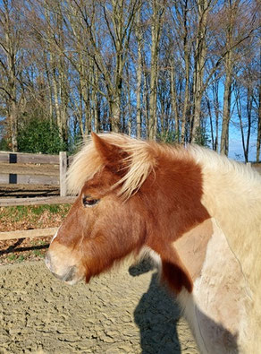 Isländer Helgi steht auf dem Reitplatz vor einem kleinen, winter-kahlen Wäldchen mit blauem Himmel im Hintergrund. Helgi ist am Hals rasiert, rund um den unteren Bereich der Halswirbelsäule