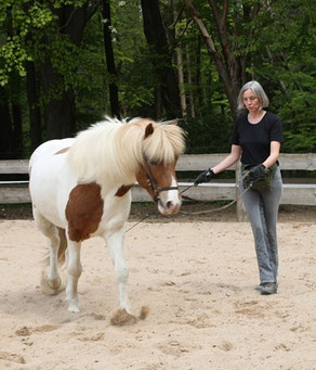 Reiterin Sigrid und Islandpferd Helgi arbeiten auf einem Sandplatz: Sigrid treibt Helgi vorsichtig mit einer Gerte während er im Schritt am übergeschlagenen Zügel um sie herum läuft