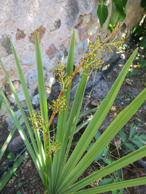 Sabal minor (Zwergpalmetto) ausgepflanzt im Burgund hat schon -14 °C unbeschadet überstanden (hier mit unausgereiftem Fruchtstand)