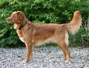 Nova Scotia Duck Tolling Retriever "Mariendals Red Nose Turbo Kiara"