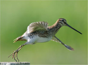 Bekassine (Gallinago gallinago), Foto: W. Rolfes