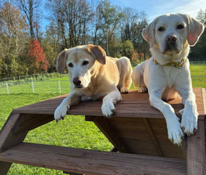 Zwei helle Hunde liegen nebeneinander auf einer hölzernen Picknickbank im Freien. Die Hunde sind entspannt, mit ausgestreckten Vorderbeinen. Im Hintergrund sind grüne Wiesen und Bäume mit herbstlich gefärbtem Laub zu sehen, unter einem blauen Himmel.