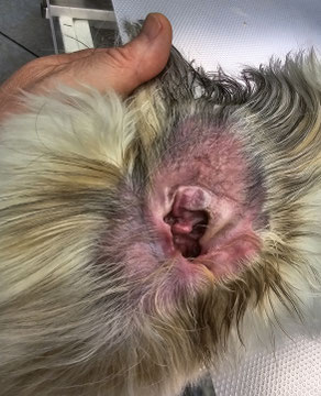 Der Ohren werden durch den Hundefriseur kontrolliert und gepflegt. 