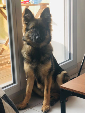 ec chiens ; eduquer son chien ; education canine ; comportementaliste ; comportement chien ; adolescence chien ; doubs ; haute saone