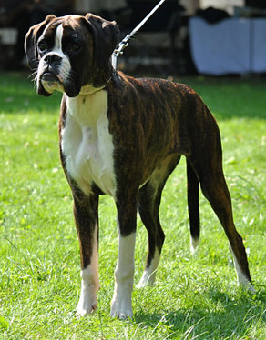 Beate Spelsberg Boxer Hund vonderwaldnielerheide Ausstellung