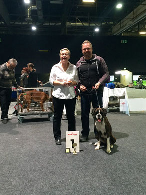 Offenburg Hartmann Boxer Hund vonderwaldnielerheide Ausstellung