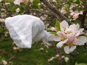 hand pollinated apple flower cluster enclosed in muslin bag. 