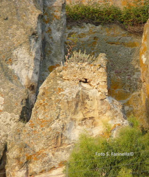 Resti di strutture murarie del castello di Rahal Johannis (foto S. Farinella©)
