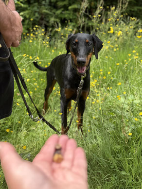 Einzeltraining in Bergisch Gladbach bei Rundum Glückshund